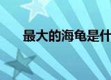 最大的海龟是什么（最大的海龟介绍）