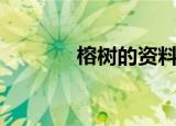 榕树的资料（快来了解一下）