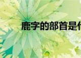 鹿字的部首是什么（鹿字怎么组词）