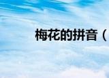 梅花的拼音（梅花的拼音是什么）