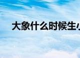 大象什么时候生小象（大象多大生小象）
