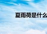夏雨荷是什么意思（夏雨荷介绍）