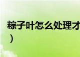 粽子叶怎么处理才不粘（如何处理粽子叶不粘）