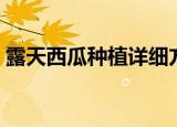 露天西瓜种植详细方法（露天西瓜如何种植）