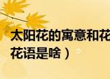 太阳花的寓意和花语是什么（太阳花的寓意和花语是啥）