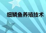 细鳞鱼养殖技术（细鳞鱼怎么养殖技术）
