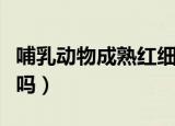 哺乳动物成熟红细胞特点是什么（细胞中有核吗）