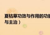 夏枯草功效与作用的功能与主治（夏枯草功效与作用的功能与主治）