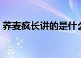 荞麦疯长讲的是什么故事（荞麦疯长的简介）