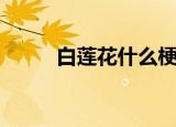 白莲花什么梗（白莲花什么意思）