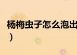 杨梅虫子怎么泡出来（杨梅虫子泡出来的方法）