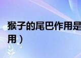 猴子的尾巴作用是什么（猴子的尾巴有什么作用）