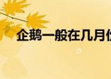 企鹅一般在几月份产卵（企鹅详细介绍）