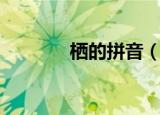 栖的拼音（栖的拼音是什么）