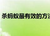 杀蚂蚁最有效的方法（这个方法一定要试试）