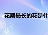 花期最长的花是什么花（哪些花花期最长）