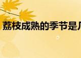 荔枝成熟的季节是几月（什么时候荔枝成熟）
