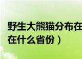 野生大熊猫分布在哪个省份（野生大熊猫分布在什么省份）
