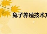 兔子养殖技术方法（怎么养殖兔子）