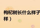 枸杞树长什么样子（枸杞树长样子长的是什么样）