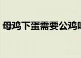 母鸡下蛋需要公鸡吗（母鸡下蛋不需要公鸡）
