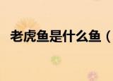 老虎鱼是什么鱼（关于什么是老虎鱼介绍）