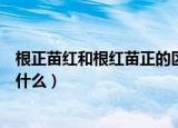 根正苗红和根红苗正的区别（根正苗红和根红苗正的区别是什么）