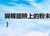 蝴蝶翅膀上的粉末有什么作用（它是什么东西）
