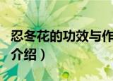 忍冬花的功效与作用（忍冬花的功效与作用的介绍）
