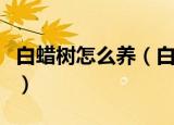 白蜡树怎么养（白蜡树的养殖方法及注意事项）