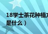 18学士茶花种植方法（18学士茶花种植方法是什么）
