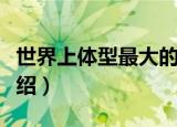 世界上体型最大的企鹅是什么（最大的企鹅介绍）