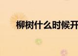 柳树什么时候开花（柳树啥时候开花）
