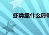 虾类靠什么呼吸（虾类的呼吸方法）