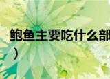 鲍鱼主要吃什么部位（鲍鱼的功效和营养价值）
