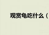 观赏龟吃什么（观赏龟的食物是什么）