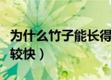 为什么竹子能长得那么快（为什么竹子长的比较快）