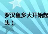 罗汉鱼多大开始起头（罗汉鱼什么时候开始起头）