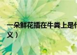 一朵鲜花插在牛粪上是什么意思（一朵鲜花插在牛粪上的含义）