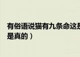 有俗语说猫有九条命这是真的吗（有俗语说猫有九条命是不是真的）
