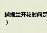 蝴蝶兰开花时间是几点（蝴蝶兰开花时间介绍）