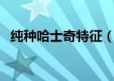 纯种哈士奇特征（纯种哈士奇的三大特征）