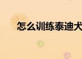 怎么训练泰迪犬（泰迪犬的训练方法）