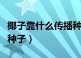 椰子靠什么传播种子（椰子通过什么途径传播种子）