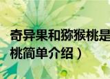 奇异果和猕猴桃是一种水果吗（奇异果和猕猴桃简单介绍）