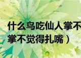 什么鸟吃仙人掌不觉得扎嘴（什么动物吃仙人掌不觉得扎嘴）
