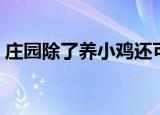 庄园除了养小鸡还可以做什么（庄园怎么玩）