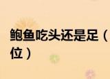 鲍鱼吃头还是足（吃鲍鱼主要是吃它的什么部位）