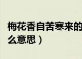 梅花香自苦寒来的含义（梅花香自苦寒来是什么意思）