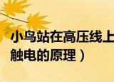 小鸟站在高压线上为什么不会触电（小鸟不会触电的原理）
